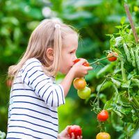 Les écoles, un lieu privilégié pour encourager la consommation des fruits et légumes