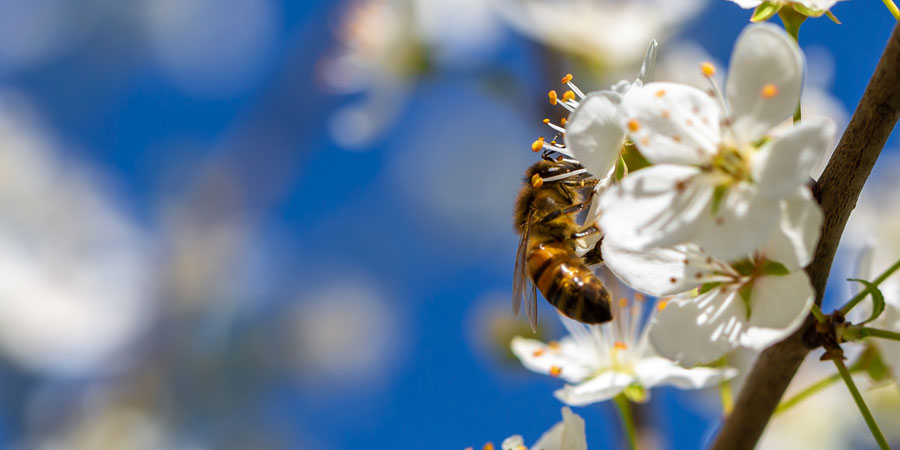 Développement durable-abeille-pommier-fleur-Equation Nutrition